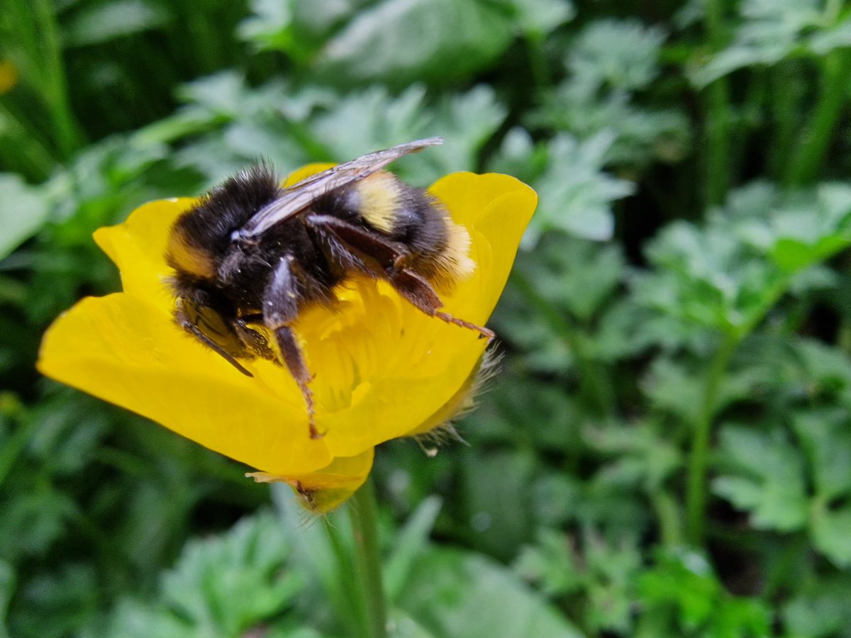 First Early bumblebee worker in the garden and she's tired. Hoping she'll get enough from this buttercup to see her on her way. One solitary queen last year after a bumper 2022 but that year's heatwave prob did for them. @Buzz_dont_tweet @BumblebeeTrust