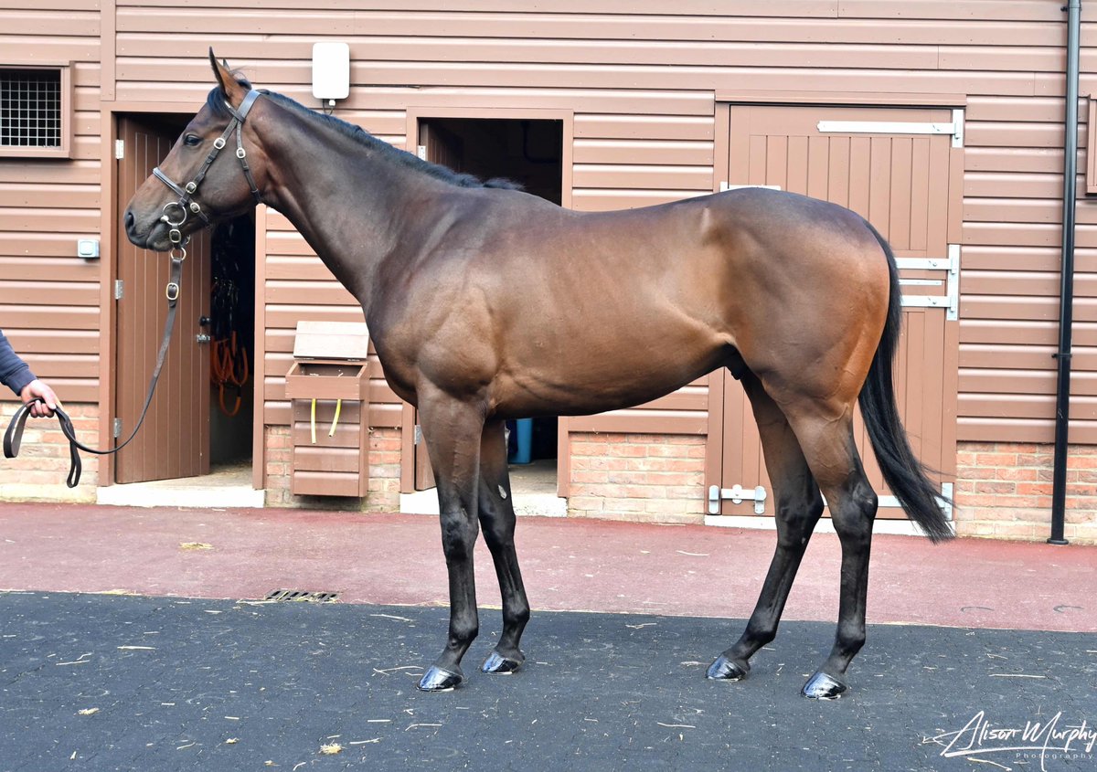 🇬🇧 A colt by Derby hero #Masar fetches 130,000gns at the @Tattersalls1766 Guineas Breeze Up Sale! 🔥 After an excellent breeze yesterday, he was purchased by @BlandfordBldstk, @Archie_Watson and @MprUpdates Congratulations to consignor @CormacFarrell7 👏