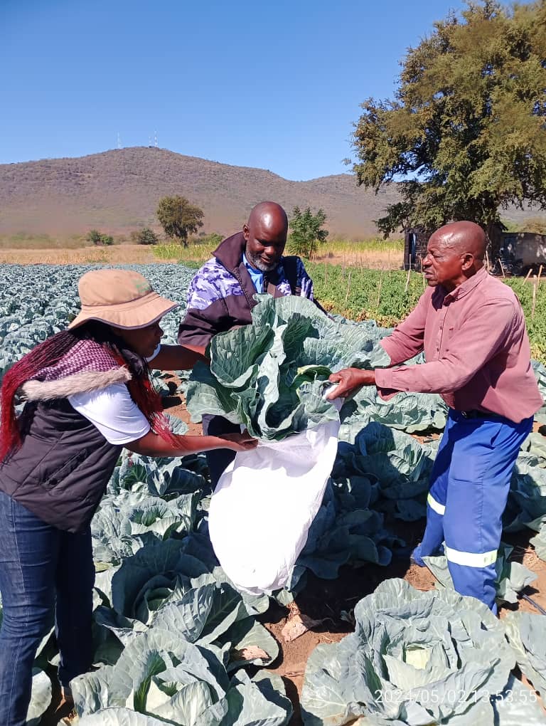 One of the <a href="/zakis_zagp/">ZAKIS_ZAGP</a> project objectives through support from <a href="/euinzim/">EU Delegation to Zimbabwe 🇪🇺</a> was to set up sustainable business models at ACEs. Here Insiza DACE showing early signs of sustainability 5 months after the project officially ended. <a href="/WHH_Zimbabwe/">WHH Zimbabwe Welthungerhilfe</a> <a href="/ZAGPInfo/">Zimbabwe Agricultural Growth Programme</a> <a href="/MoLAFWRD_Zim/">MinofLands,Agric,Fisheries,Water&Rural Development</a> <a href="/obertjiri/">Obert Jiri</a>
