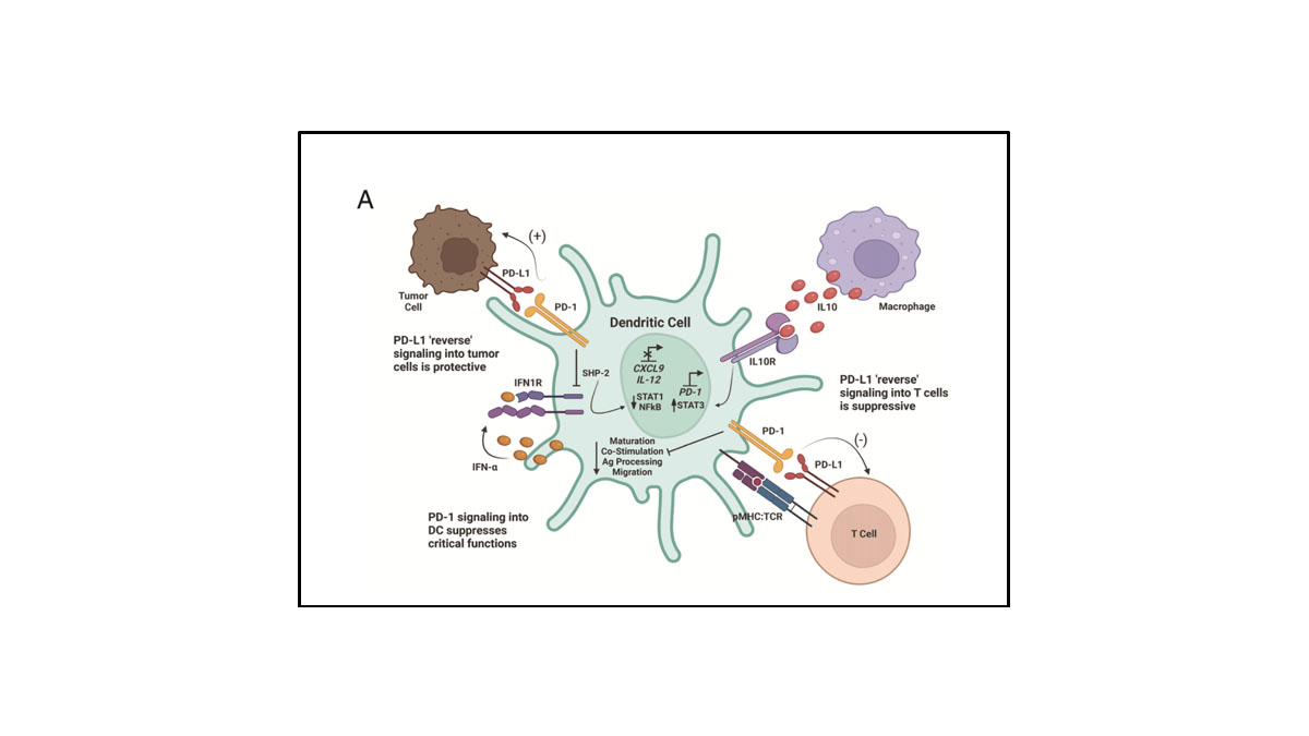 This #BriefReview discusses how PD1, PDL1, & PDL2 expression impact DCs in the tumor microenvironment. #cancer #DYK #ReadTheJI #immunology ➡️ ow.ly/23Pt50RpArJ