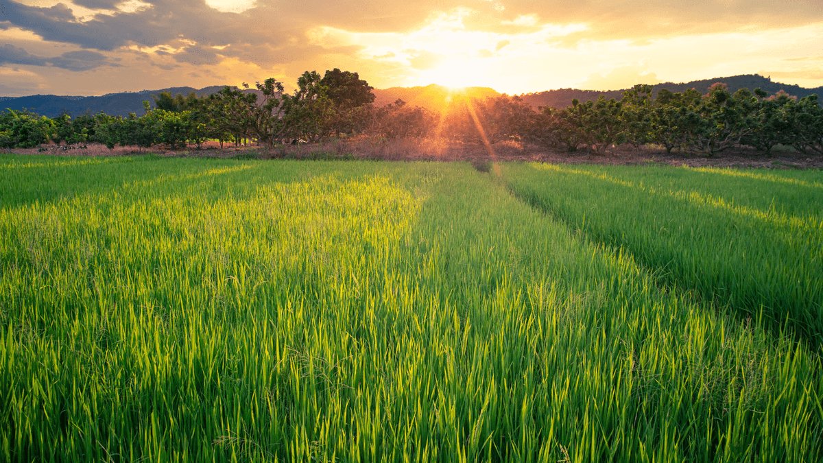 'Just how important is rented cropland in the Mid-South?'....

southernagtoday.org/2024/05/01/the…

@SouthernAgToday #southernagtoday