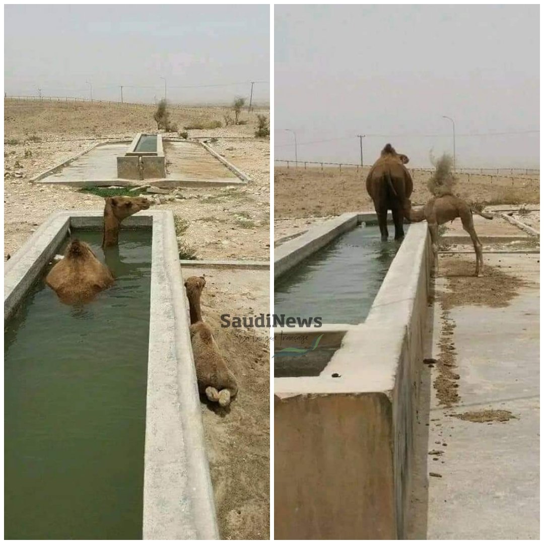 En prenant cette photo, le photographe a remarqué qu'une chamelle était assise dans un 'bassin d'eau froide' (destiné aux chameaux qui veulent venir boire de l'eau), puis elle s'est levé et elle a allaité son chamelon directement. Il a été étonné et a directement demandé au…