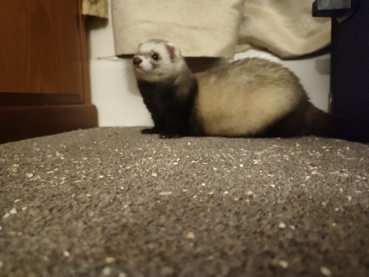 Ferret Every Hour (@FerretPerHour) on Twitter photo 2024-05-02 14:00:02