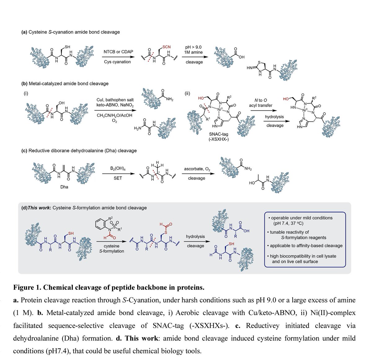 A Protein Cleavage Platform Based on Selective Formylation at Cysteine Residues chemrxiv.org/engage/chemrxi… --- #proteomics #prot-preprint