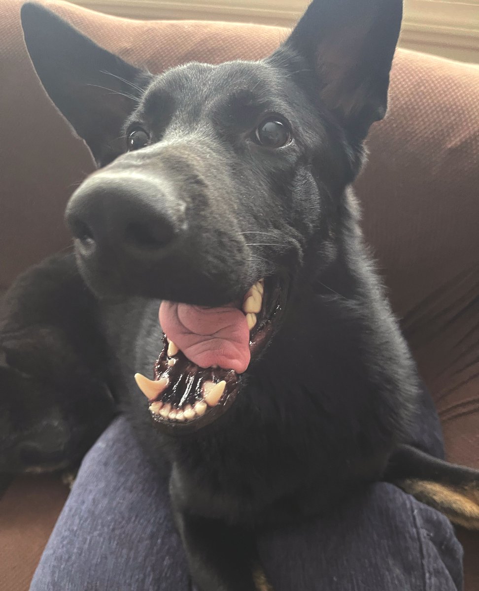 'When you hear mom has Howie’s' submitted by Krista B *** Happy Howie's happy dog of the week!⁣⠀⁠ ⠀⁣⠀⁠ #tbt #throwbackthursday #dogsofinstagram #happyhowies #happydogphotocontest