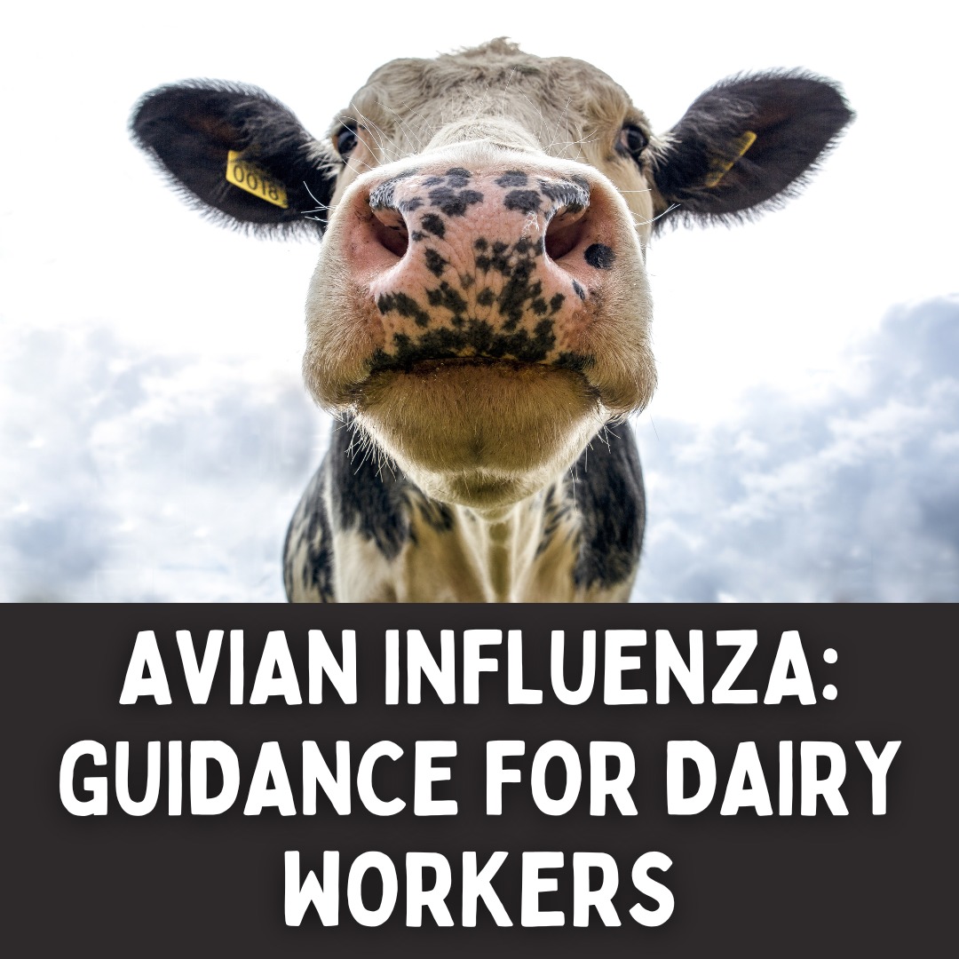 Do you work with dairy herds? Know how to keep yourself and others safe through the current outbreaks of Avian Influenza in dairy cattle: go.unmc.edu/dairy-herd-ai-… #FarmSafety