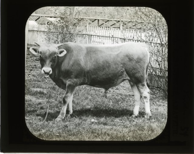 It's Taurus season! Those born under the sign of Taurus have so much in common with their representative animal: hard-working, temperamental, charming, looks great with piercings. ⭐ . . [Jersey Bull, Flatbush], circa 1880, V1974.7.128; Adrian Vanderveer Martense collection