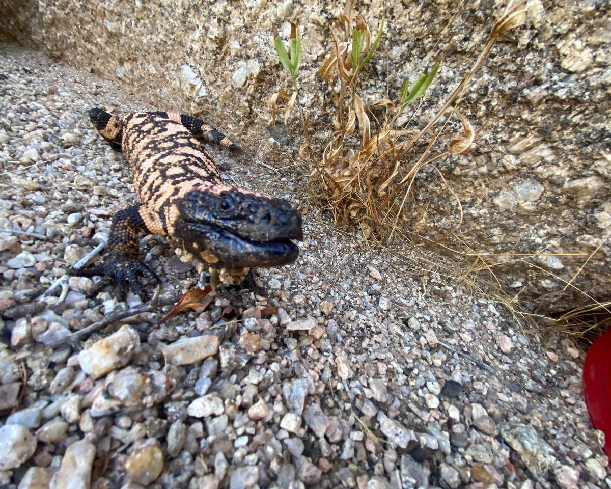 This young Gila Monster was found stuck in a glue trap. Nick was able to gently work the little one free and safely relocated it elsewhere within its homerange. Thankfully the homeowners spotted this situation before it was too late.