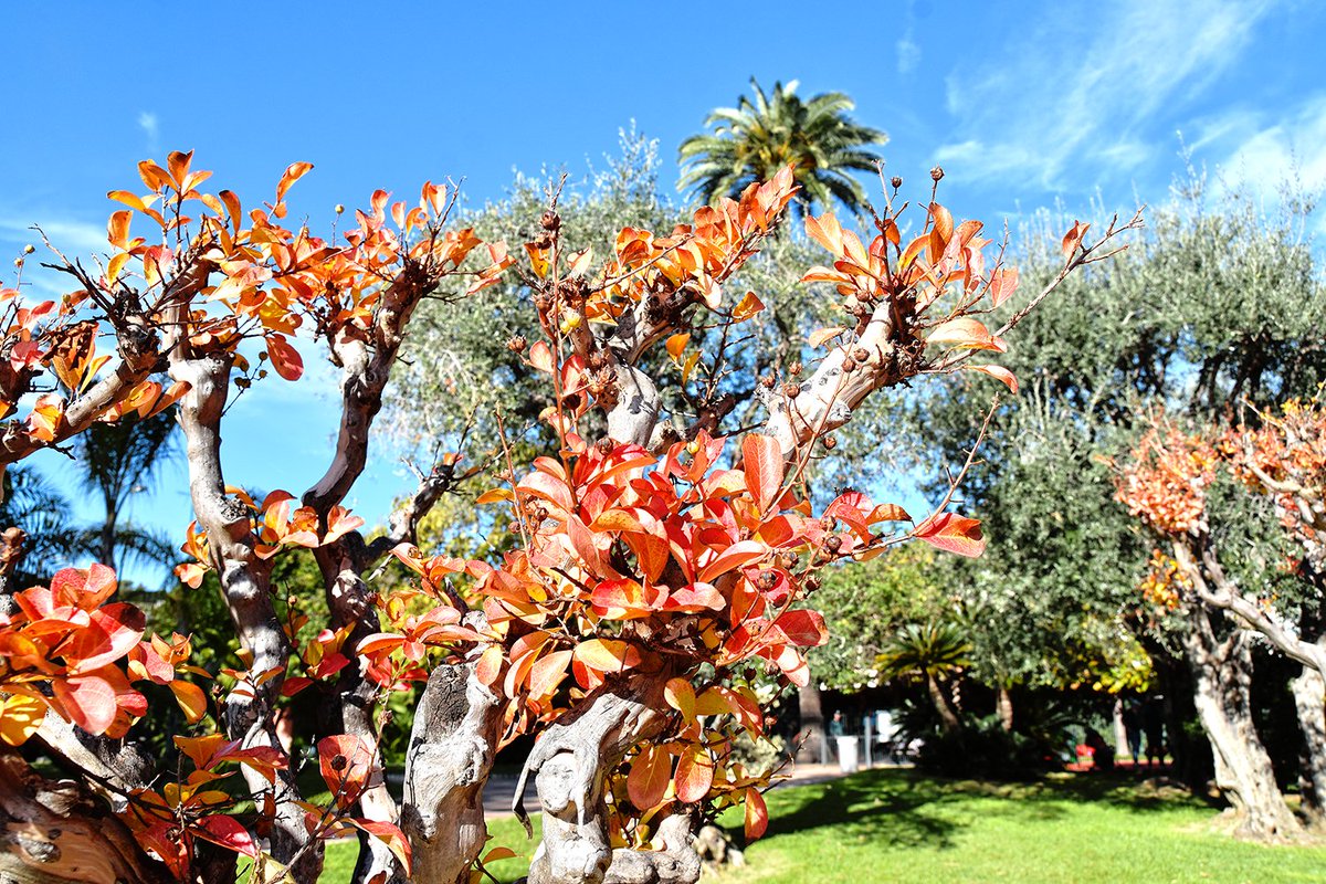 Couleurs d'automne à #BeaulieuSurMer en #CotedAzurFrance !