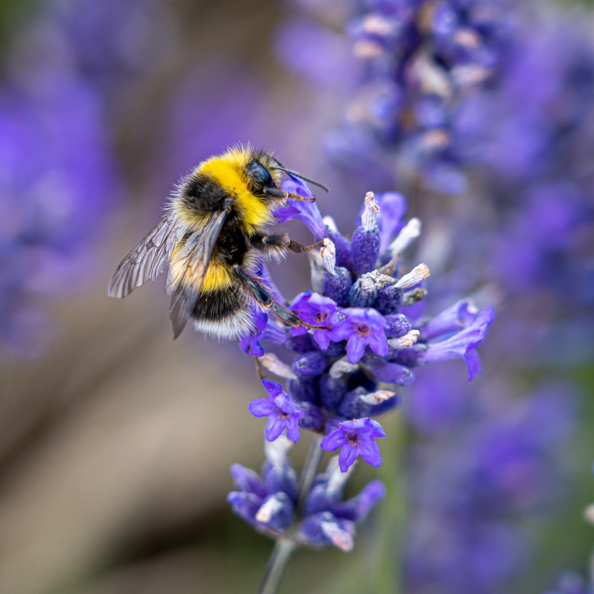 Start your pollinator-friendly garden this May! Planting lavender and wildflowers attracts bees and butterflies all summer. 🌺🐝 #GardeningTips #SaveTheBees #Superpet
