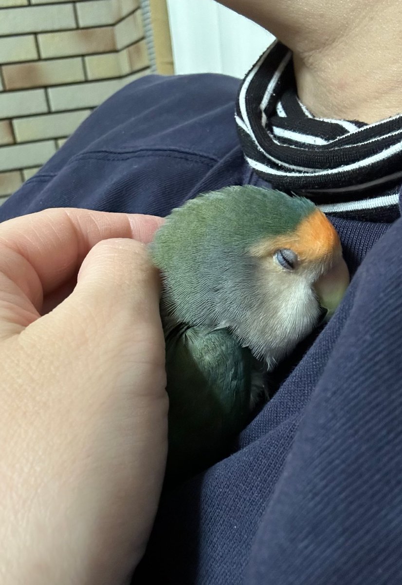 うなぎは幸せいっぱいで安心して寝ました☺️

#コザクラインコ
#うなぎ