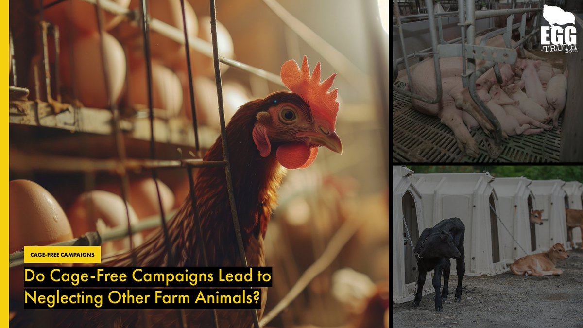 According to the latest 'Business Benchmark on Farm Animal Welfare' report, companies are fixating on cage-free, leaving behind cruel practices still standard for pigs & dairy cows.

Read BBFAW full report 👉 bbfaw.com/media/2160/bbf…
Our blog 👉 egg-truth.com/egg-blog/cagef… 

#eggtruth