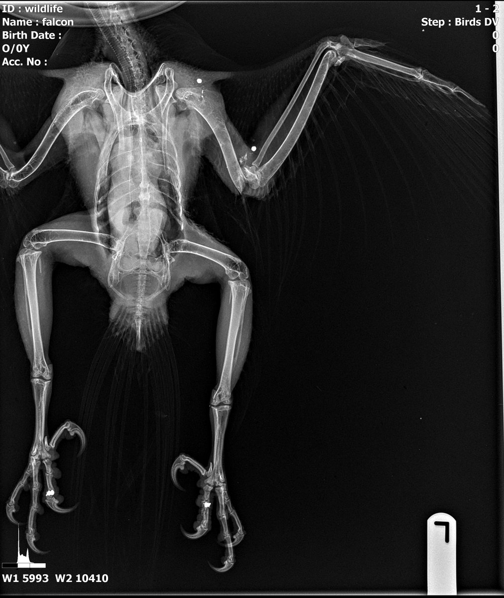 **APPEAL** Peregrine found at Hey Clough, north side of, and close to the A628 Woodhead Pass near Crowden on RSPB Dovestone. A post mortem suggests the bird had been shot at the location it was found. Get in touch with any info quoting ref 24*198336 orlo.uk/Q4Uas