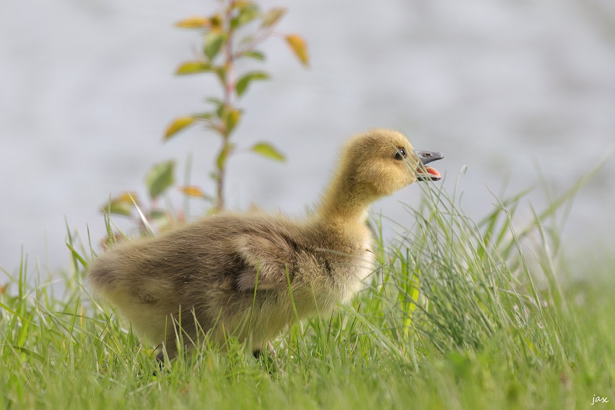 QT or share your wildlife babies!

This is my favorite Canada gosling photo so far. I wish the grass wasn’t in his face but I like it anyway. 🤷‍♀️