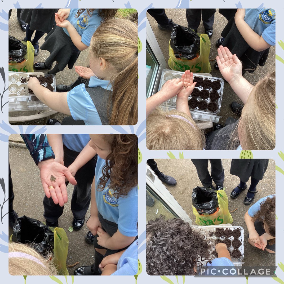 Year two have been planting different types of seeds. 🌸🌻🌼🌱 @OurLadyandAllS1 #CST #CatholicLife #ScienceInAction