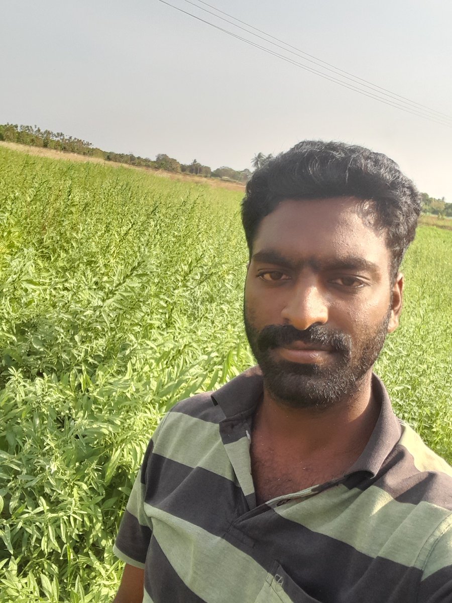 #Gingellyplants
#agriculturelife
.
@rajkumar_photography__
.
#naturefield #paddyfield #India #nature  #travelphotography #agriculture #paddy #farmer #farmersday #agricultureland #cultivation #agriculturefiels #agriculture #villagelife #cow #farmers #tamilnadu #futureindia