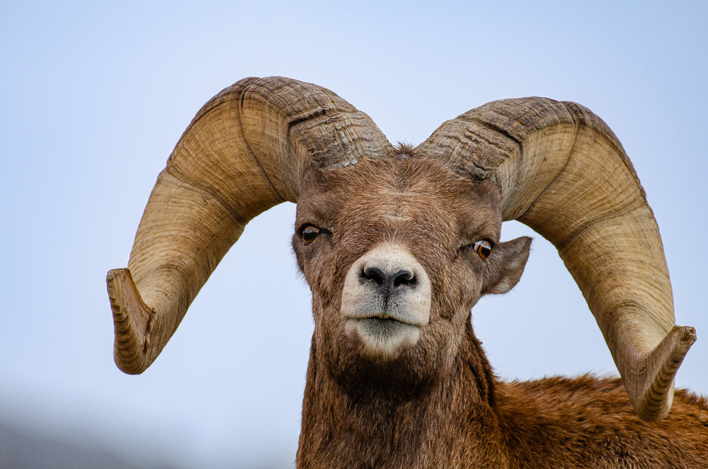 Here is a never seen photo that I grabbed of a Big Horn Sheep out in the @BadlandsNPS to start your morning.

Every time I see them, I still cannot believe how easily these wonderful animals traverse the insanely harsh landscape of the park.

#wildlifephotography #nationalparks