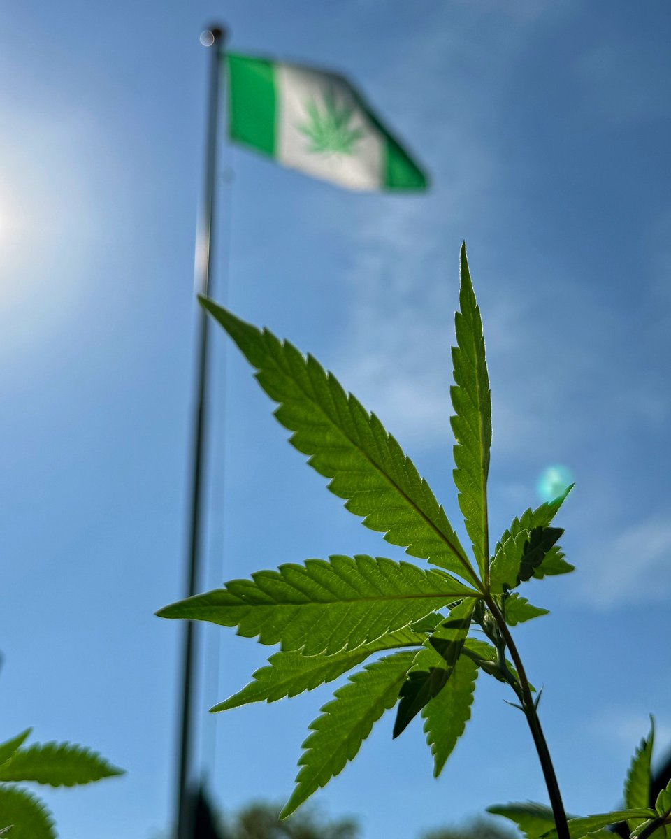 Happy 420! 💚🌞🌱💨
#CannabisCommunity #hemp