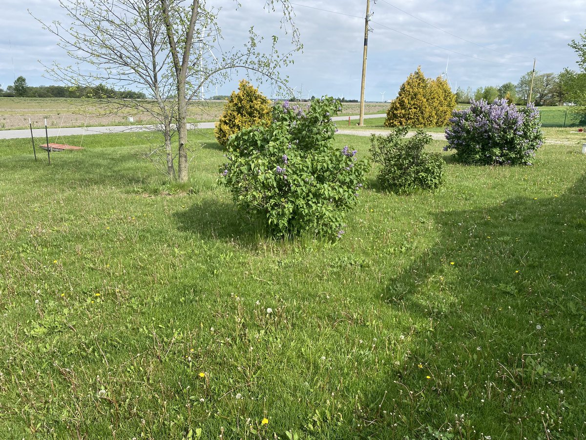 🚜Starting Mowing 2 1/2 Acre Yard🚜 1000 hours, Indiana time. View of NaNa’s Lilac bushes and surrounding. Missed the seeding of Dandilions🤦‍♂️ #mowing #landscape #DIY #ToDoList