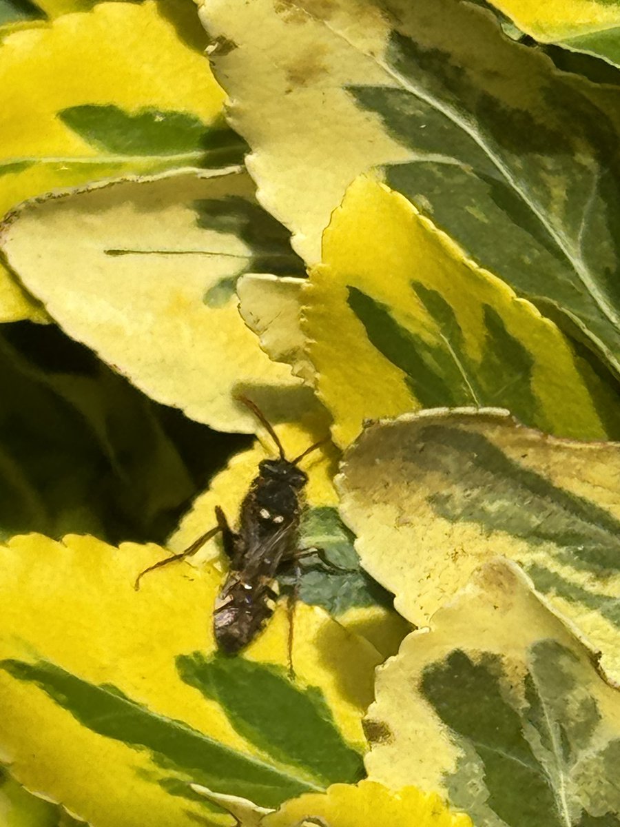 Gooden’s Nomad Bee Nomada goodeniana in the garden today @DaNES_Insects @Willowglass12 @DerwentBirder @DerbysWildlife zipping about in the sunshine