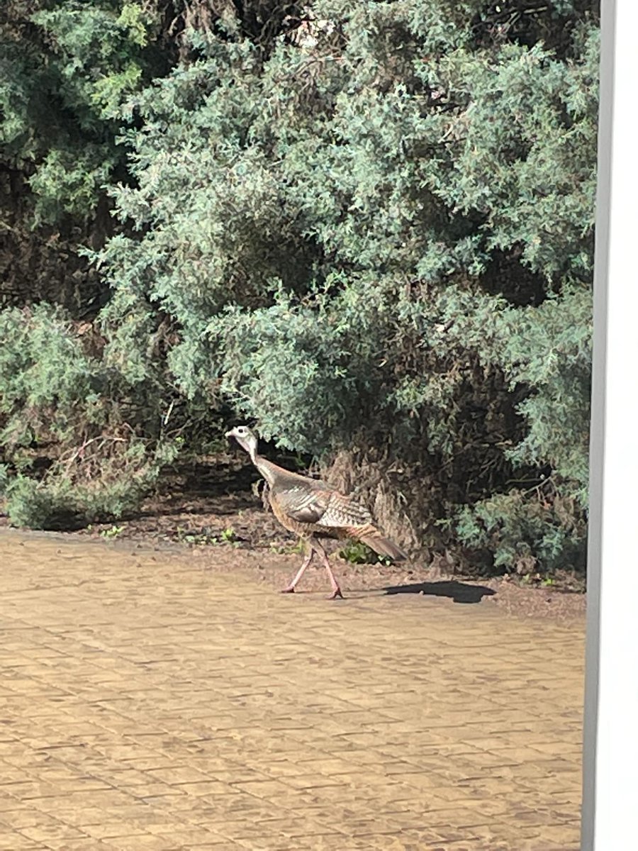 No 'jive turkey' 🦃here! This bird was spotted roaming the grounds outside our offices at @WKUInnovation this morning. We believe it's lost; this bird should be out in the open land wandering around near one of our sites! 😁