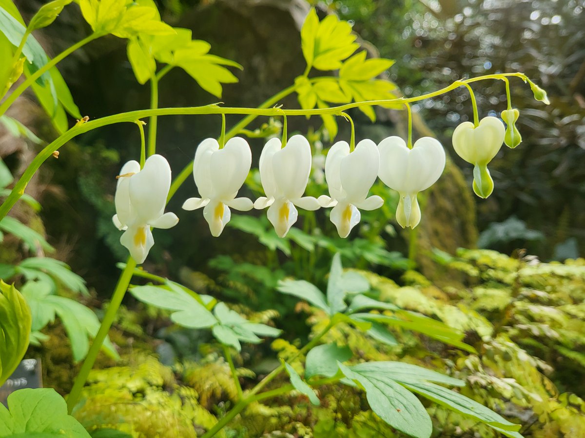 You'll find this dainty beauty - Lamprocapnos spectabilis 'Alba' or white 'bleeding heart', in our rock gully. It has the RHS Award of Garden Merit (AGM), providing nectar and pollen for insects. It is also resistant to deer and rabbits if your garden attracts wildlife