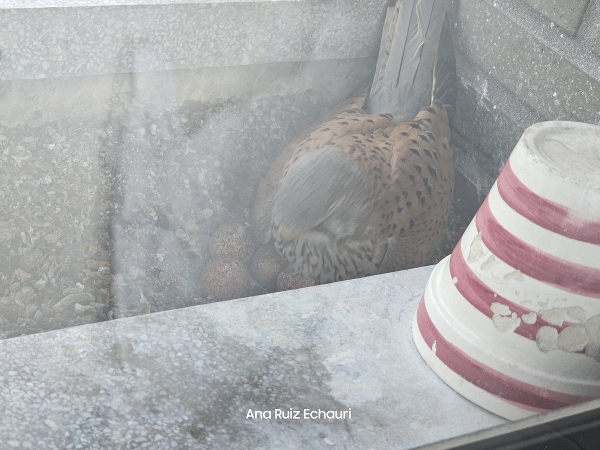 En la ventana de los #Cernícalos se mantiene el ritmo. Un huevo cada cuatro días. En la última foto,  mientras el macho tomaba el relevo,  se aprecia bien. 
Cuatro proyectos de pollitos. 🥚🥚🥚🥚