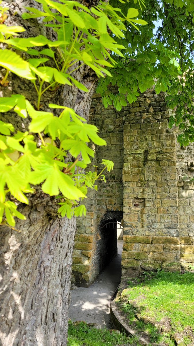Summer is on the horizon and the trees are thriving 🌳💚 We'd love to hear your magical memories of sunny days spent at Pontefract Castle in the replies! Every like or RT increases our sunshine hours on site...* *results maybe can't be guaranteed but it's worth a go