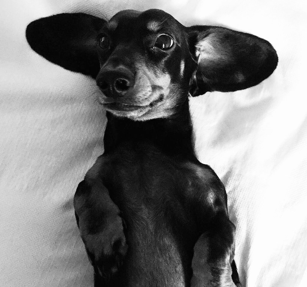 Jaimie Sortino tweet media