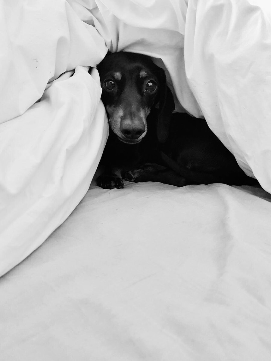 My heart is completely broken. My world is shattered. Saying goodbye to my sweet boy Jnr was so incredibly painful. I’ve cried so many for you my precious boy. I loved you for your whole life &amp; I will miss you for the rest of mine. 
I just want you back 🐾💔😞