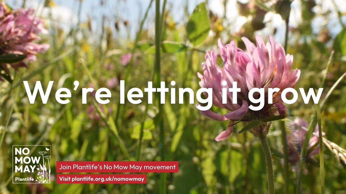 We're letting it grow this #NoMowMay This month we’ll be leaving some of the more manicured grassy areas of the National Park to grow wild, allowing wildflowers to bloom, providing a home or hunting ground for bees, butterflies, birds and small mammals. @Love_plants