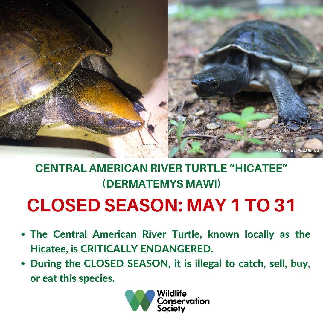 The closed season for the critically endangered Central American River Turtle, locally known as the Hicatee, is from May 1-31.

Learn more about the work WCS Belize is doing to safeguard them:
bit.ly/3WnYdZr

#SaveTheHicatee 

#WeStandForWildlife and wild places