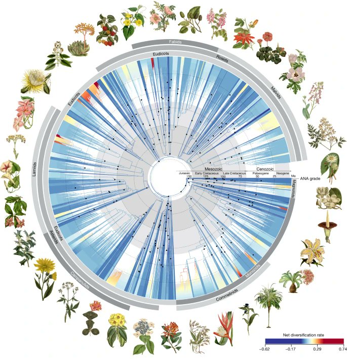 The deep history and full complexity in the evolution of a megadiverse clade.

Phylogenomics and the rise of the angiosperms
nature.com/articles/s4158…

The tree of life for almost 8,000 (about 60%) angiosperm genera. (With almost as many authors as plants.)