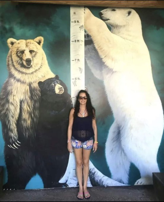 Actual size of bears compared to humans Compared to other bears, polar bears are huge. The largest polar bear, reportedly weighing 1,002 kg, was a male shot at Kotzebue Sound in Alaska in 1960. This specimen, when mounted, stood 3.39 m (11 feet) tall on its hindlegs.