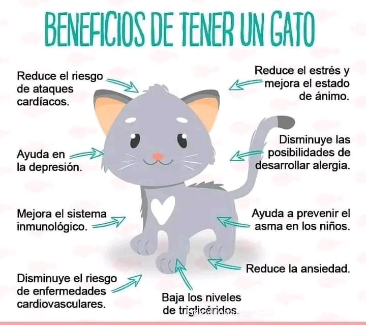 ¿Que beneficio has tenido tú, de tener un gato? 🐱🐾