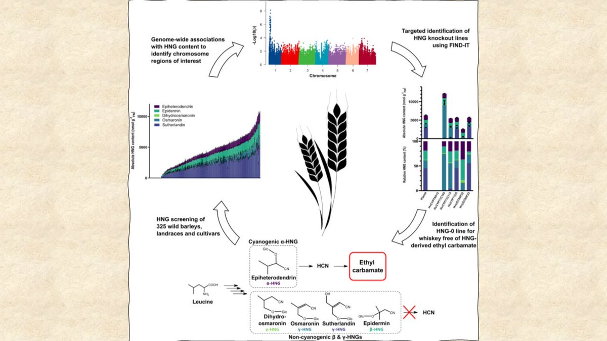 Hydroxynitrile glucosides (HNGs) are barley metabolites, which can form ethyl carbamate after distilling Jørgensen et al. analyse HNG biosynthesis with implications for direct use in breeding of malting barley🥃🌾 doi.org/10.1111/tpj.16… @wileyplantsci @SEBiology