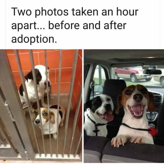 Two photos taken an hour apart...Before and after adoption ❤🙏
#AdoptDontShop