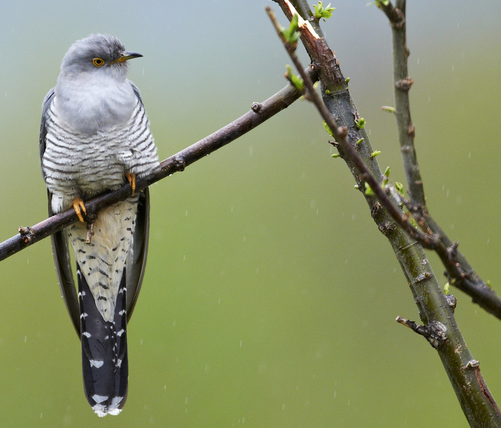 Word of the Day: deunod geiriadur.ac.uk/gpc/gpc.html?g… – literally = 'two notes', i.e. two sounds (esp. for the cuckoo's song). (Picture: RSPB)