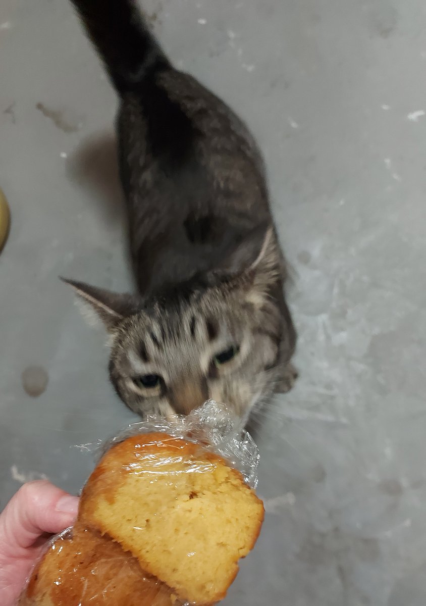 If Mum didn't want me to steal the cake and take it to the basement, she shouldn't have left me alone with it. DUH! 😸🐾
#tabby #tabbycat #CatsOfTwitter #CatsOfX #CatsOnTwitter #thursdaymorning #ThursdayMood