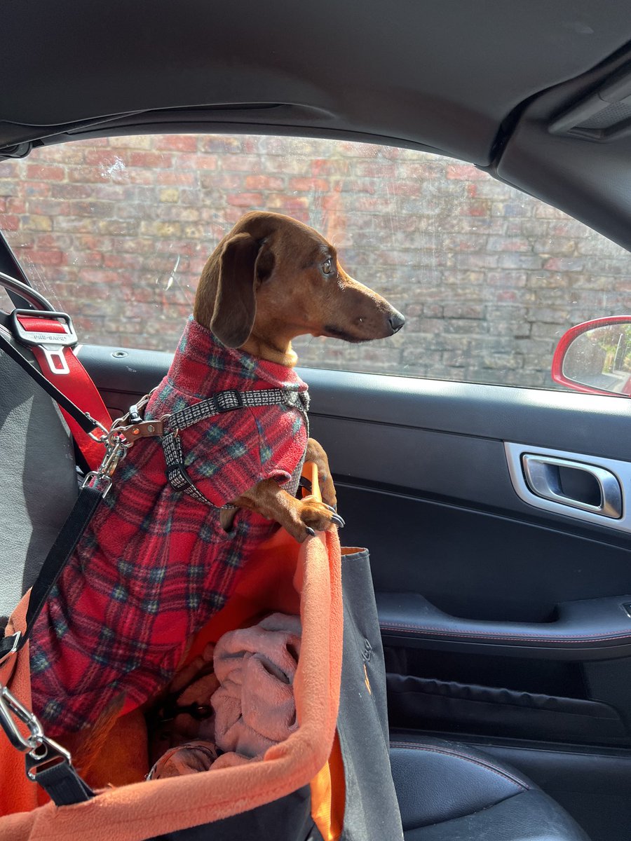 My co-pilot for the day! Out on the open road consigning #antiques #hawleysauctioneers #lovemyjob