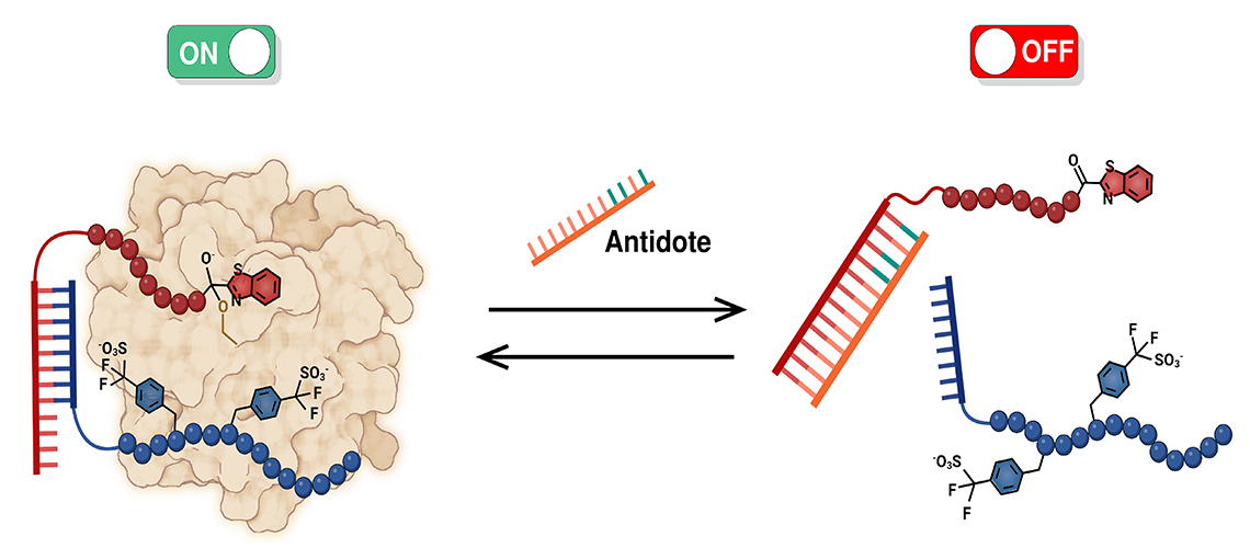 A new anticoagulant with no risk of bleeding #NBTintheNews via @UNIGEnews ow.ly/ytoc50RnZbo