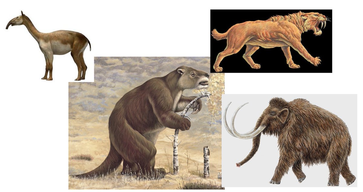 Hasta hace 20000 años, América estaba poblada por una megafauna muy diversa que incluía 
mastodontes 
perezosos gigantes 
armadillos gigantes
mamuts
tigres dientes de sable
leones y más...
La causa de esas extinciones recientes ha sido controversial 🧵