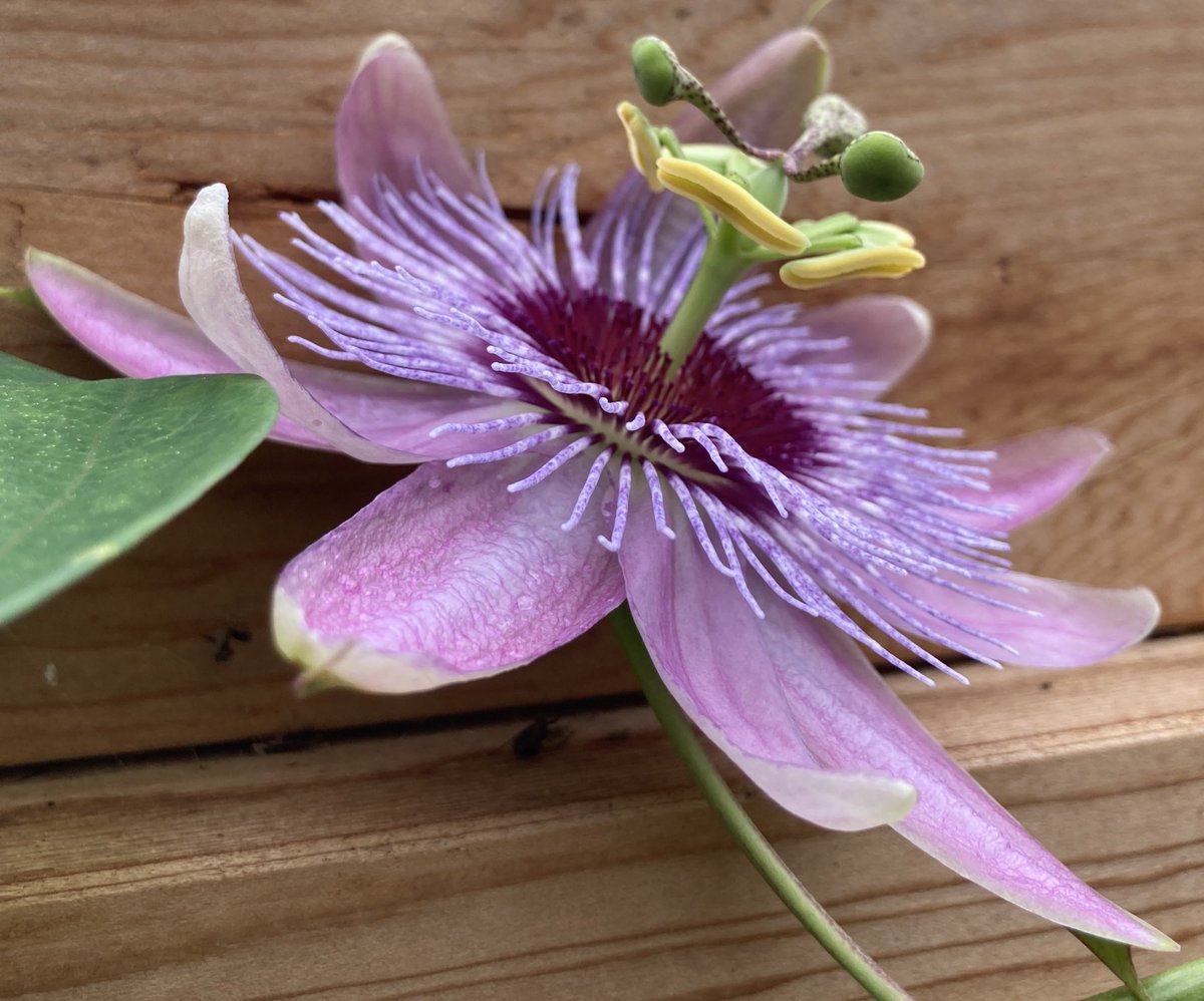First flower from #passiflora ‘Sue Beardshaw’ a lovely, free flowering and well behaved hybrid from breeder Colin Beardshaw. Hard to source but well worth the effort!