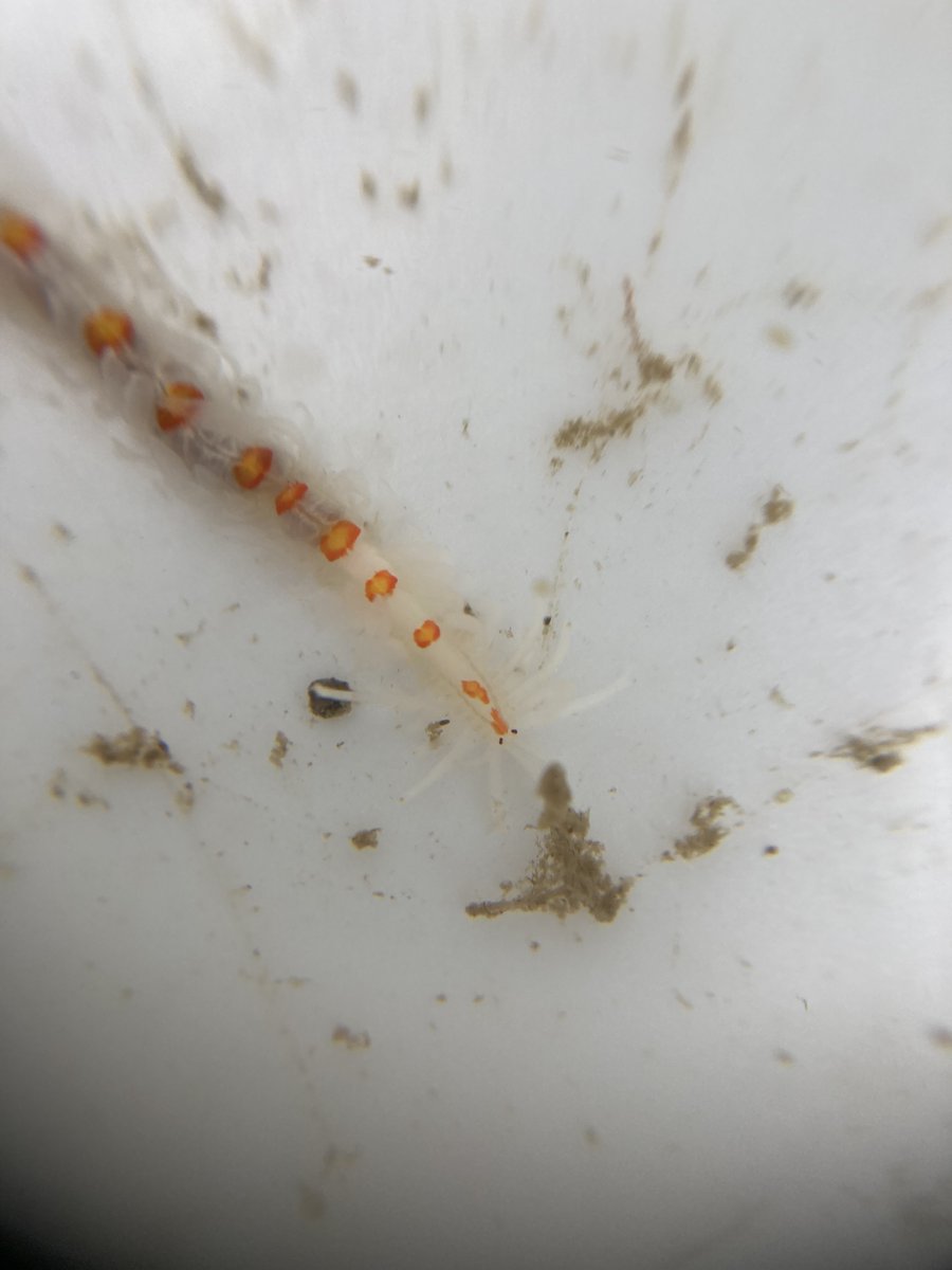 Ulster Wildlife Marine Team tweet media