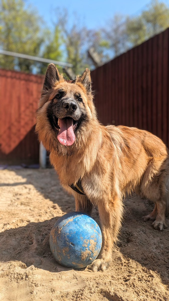 CHASE 🧡 is a beautiful, young German Shepherd who is looking for a fun-loving and experienced home 🥰 He is simply stunning and always puts a smile on our faces 🤗🐾