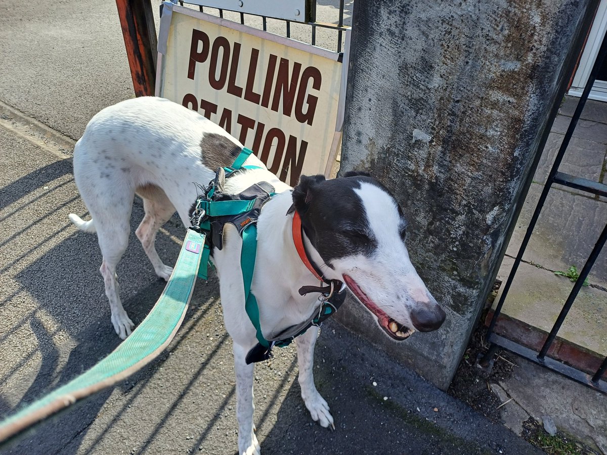 My contribution to #dogsatpollingstations -Sadie voting with me in the @SheffCouncil @SouthYorksMCA elections today