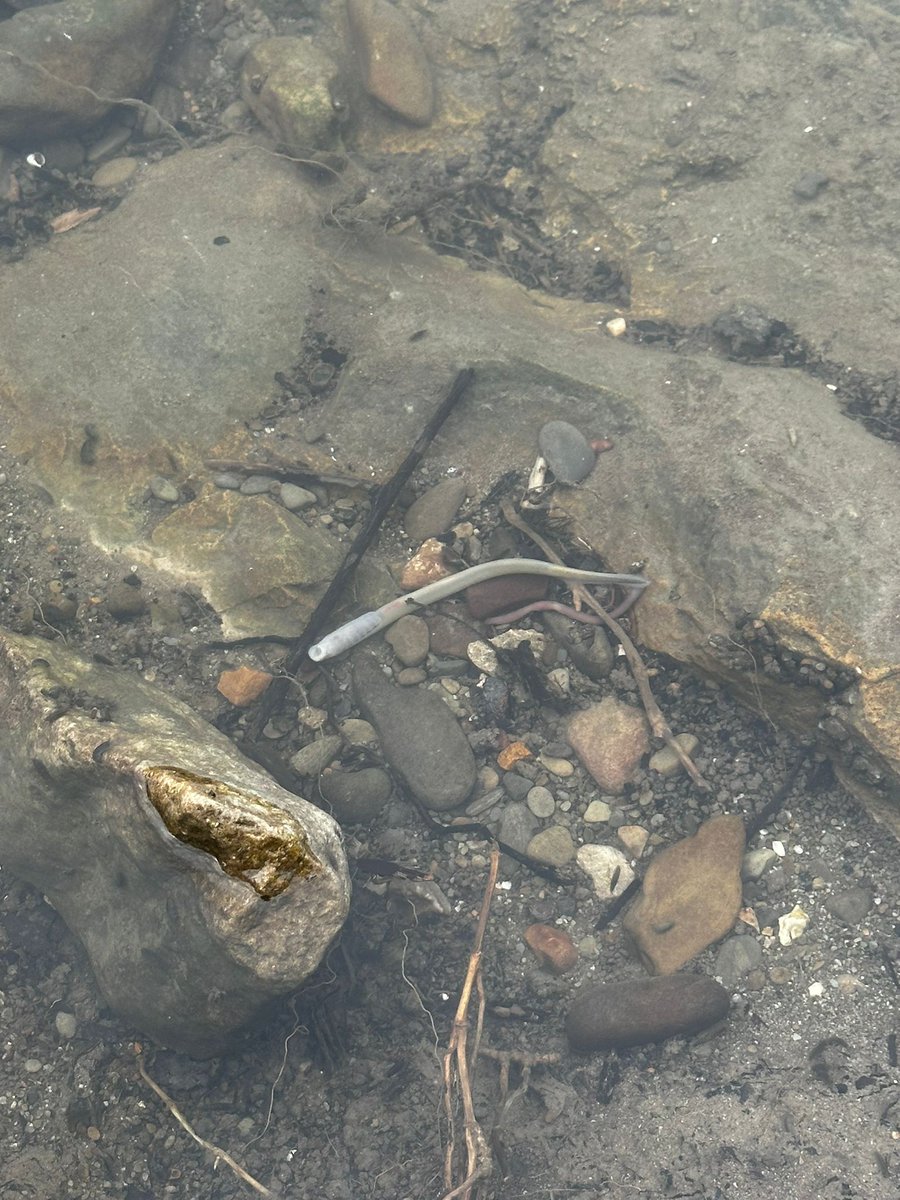 Today has been a bit shit. 

There has been a very significant pollution incident on the river Alun in Mold. 

Lots of photos shared with me of dead fish in the river and videos of and invertebrates struggling at the edges.