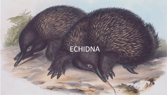 Thanks for a fascinating talk this morning @JamesKempton8, leader of Expedition Cyclops, which lead to the rediscovery of Attenborough's long-beaked echidna in Indonesian New Guinea.