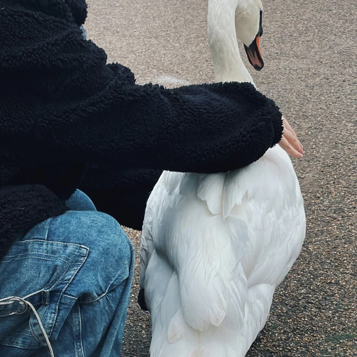 Feeding the Pigeons: A small act of kindness that brings joy to both the giver and the recipient🕊💖