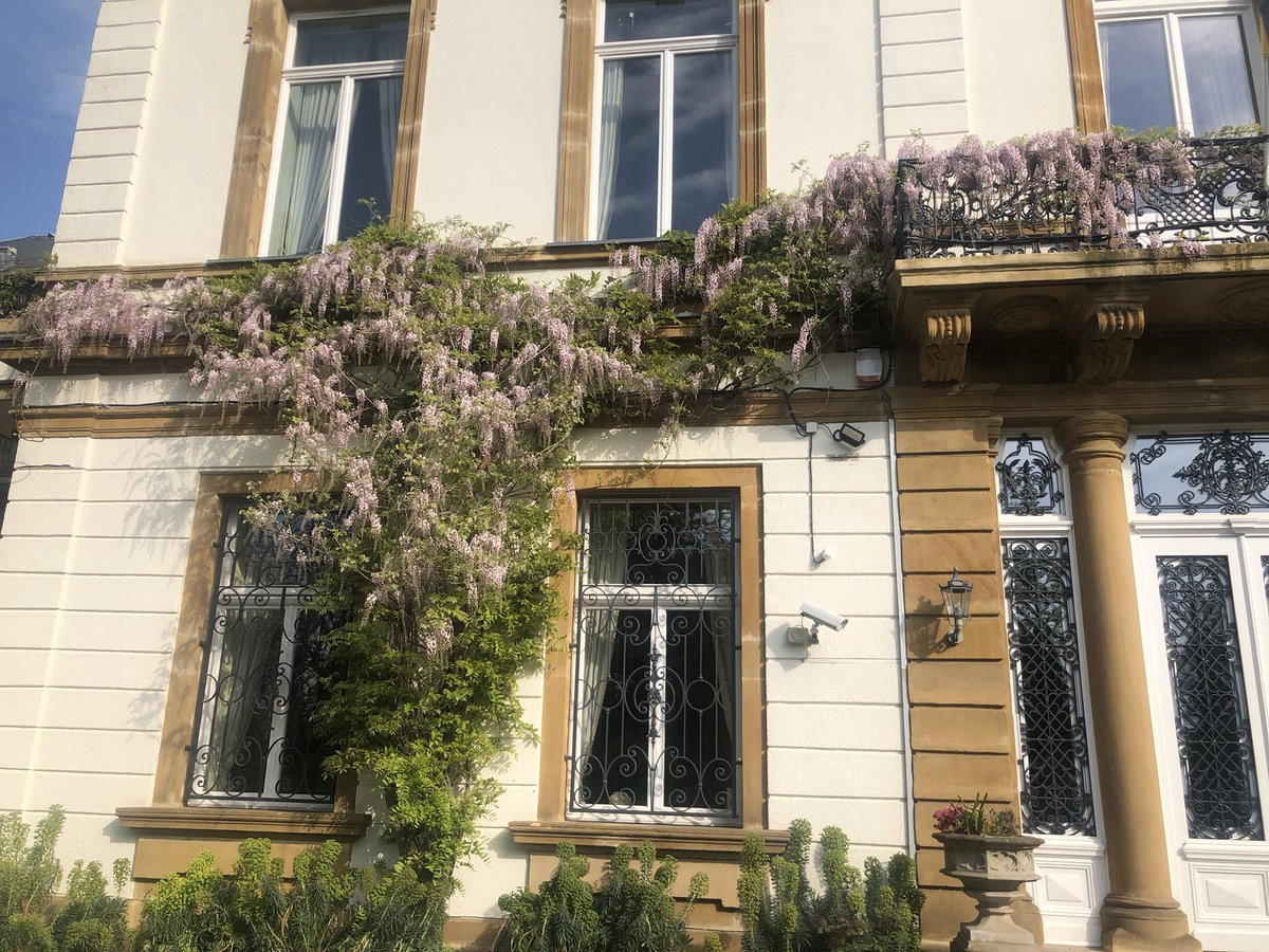 After three years of a little less pruning,  the pink Japanese wisteria at the British residence is happy - the resulting blooms are looking stunning this year and the bees are crazy for it 🐝